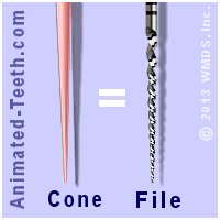 The Gutta-percha cone chosen is the same size as the last file used.