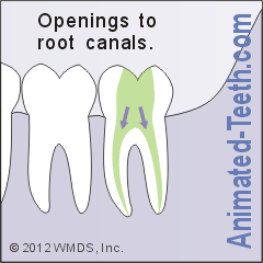 Diagram showing the openings to a tooth's root canals lie.