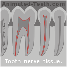 A tooth's nerve tissue (pulp) is housed in its canals and pulp chamber.