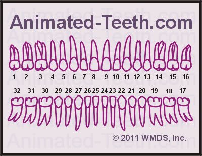 teeth numbers and surfaces